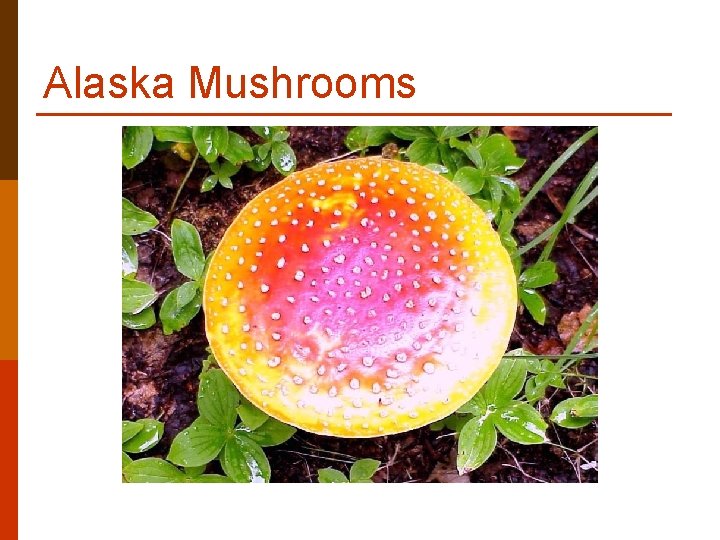 Alaska Mushrooms Alaska Mushrooms