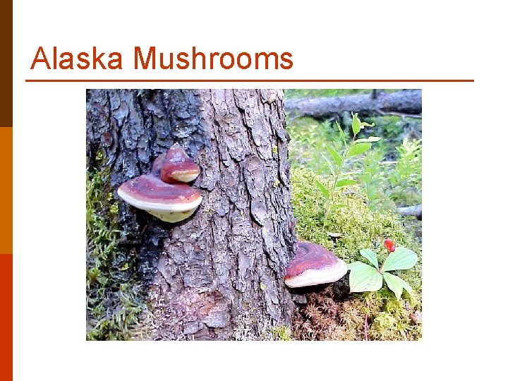 Alaska Mushrooms Alaska Mushrooms