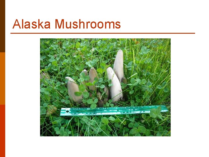 Alaska Mushrooms Alaska Mushrooms