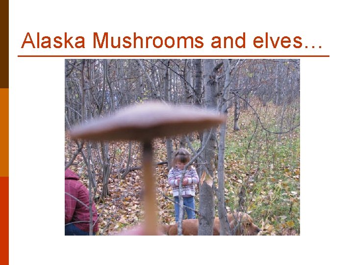 Alaska Mushrooms and elves… Alaska Mushrooms and elves…