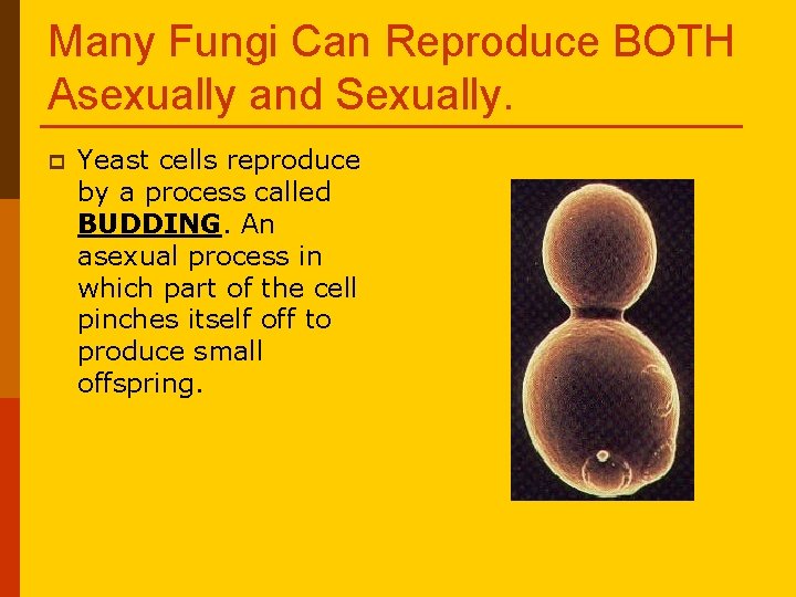 Many Fungi Can Reproduce BOTH Asexually and Sexually. p Yeast cells reproduce by a Many Fungi Can Reproduce BOTH Asexually and Sexually. p Yeast cells reproduce by a