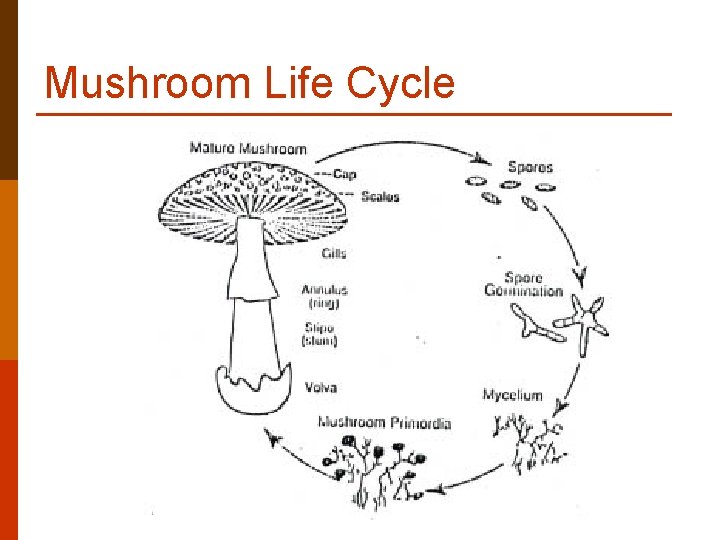 Mushroom Life Cycle Mushroom Life Cycle