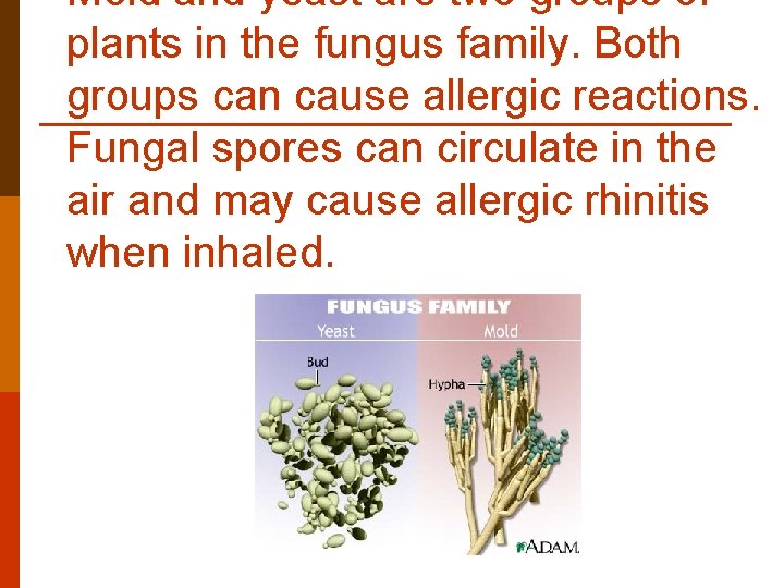Mold and yeast are two groups of plants in the fungus family. Both groups Mold and yeast are two groups of plants in the fungus family. Both groups