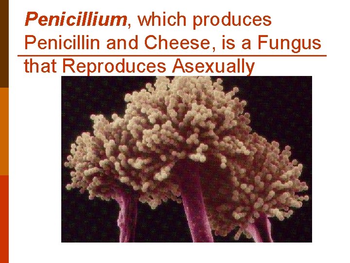 Penicillium, which produces Penicillin and Cheese, is a Fungus that Reproduces Asexually Penicillium, which produces Penicillin and Cheese, is a Fungus that Reproduces Asexually