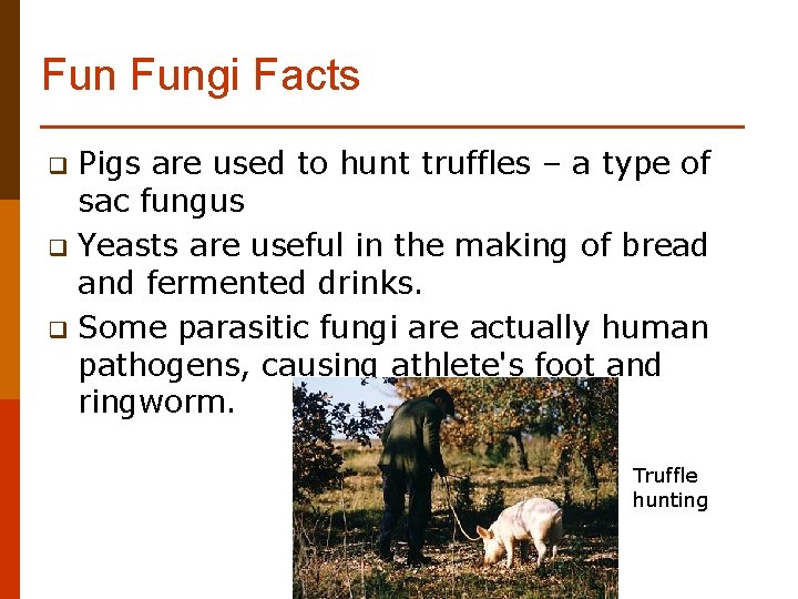 Fun Fungi Facts Pigs are used to hunt truffles – a type of sac Fun Fungi Facts Pigs are used to hunt truffles – a type of sac