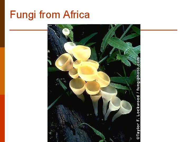 Fungi from Africa Fungi from Africa