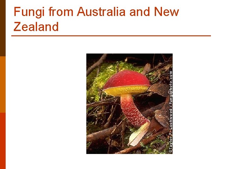 Fungi from Australia and New Zealand Fungi from Australia and New Zealand