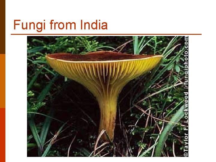 Fungi from India Fungi from India
