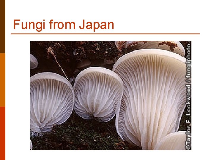 Fungi from Japan Fungi from Japan
