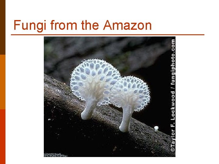 Fungi from the Amazon Fungi from the Amazon