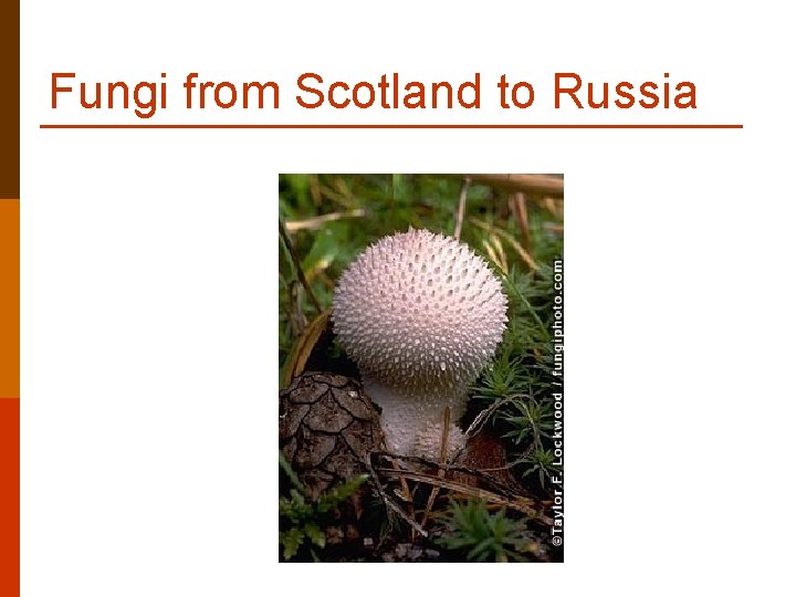 Fungi from Scotland to Russia Fungi from Scotland to Russia