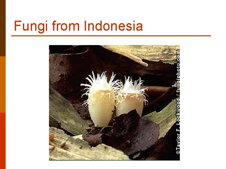 Fungi from Indonesia Fungi from Indonesia