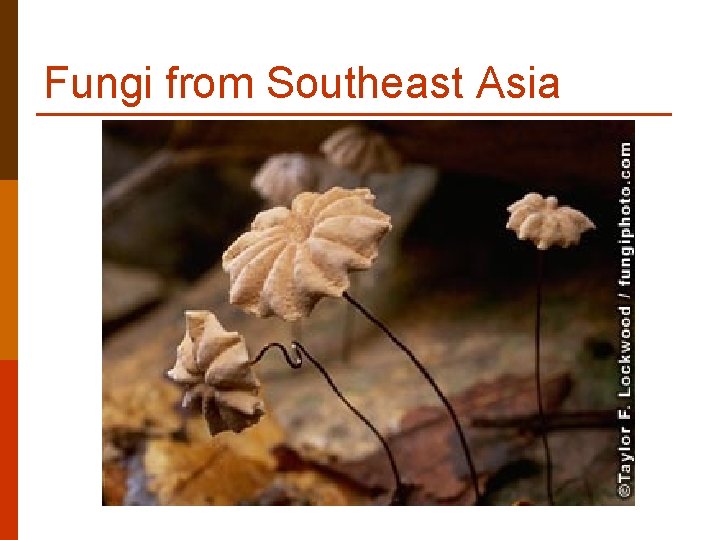 Fungi from Southeast Asia Fungi from Southeast Asia