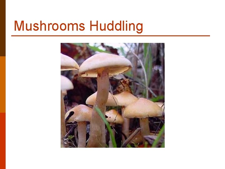 Mushrooms Huddling Mushrooms Huddling