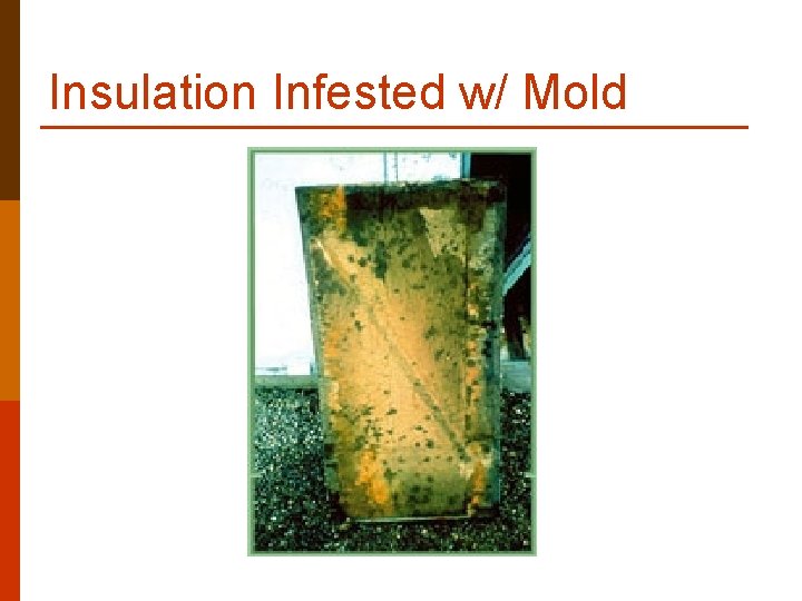 Insulation Infested w/ Mold Insulation Infested w/ Mold