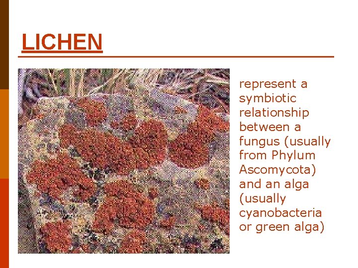 LICHEN represent a symbiotic relationship between a fungus (usually from Phylum Ascomycota) and an LICHEN represent a symbiotic relationship between a fungus (usually from Phylum Ascomycota) and an