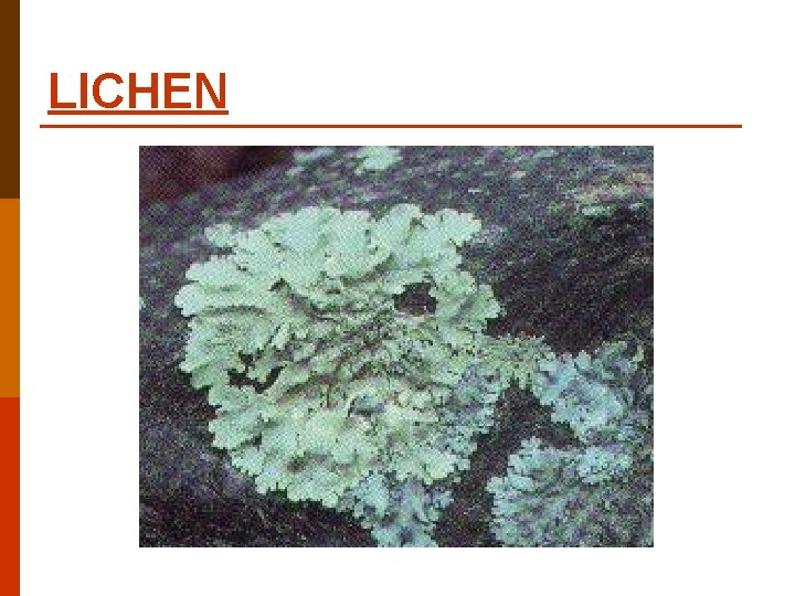 LICHEN LICHEN
