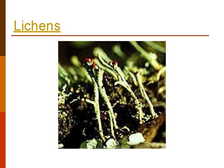 Lichens Lichens