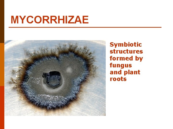 MYCORRHIZAE Symbiotic structures formed by fungus and plant roots MYCORRHIZAE Symbiotic structures formed by fungus and plant roots