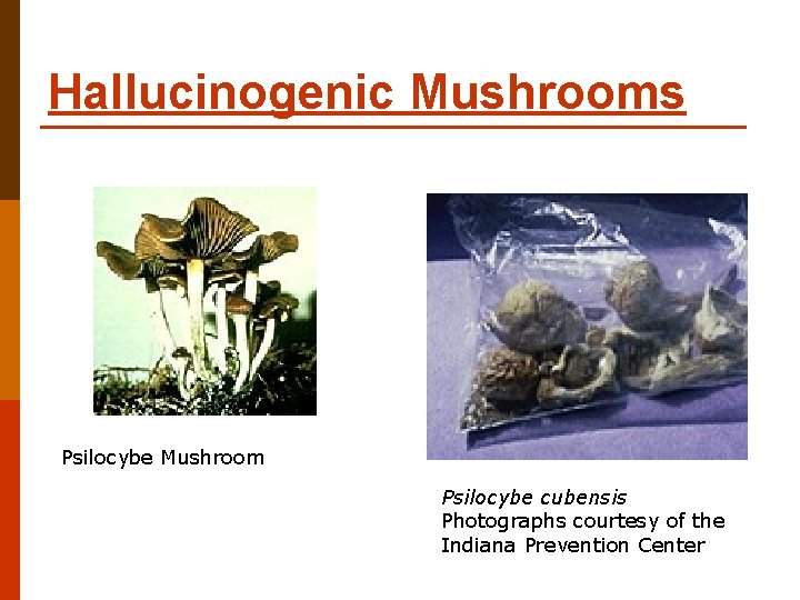 Hallucinogenic Mushrooms Psilocybe Mushroom Psilocybe cubensis Photographs courtesy of the Indiana Prevention Center Hallucinogenic Mushrooms Psilocybe Mushroom Psilocybe cubensis Photographs courtesy of the Indiana Prevention Center