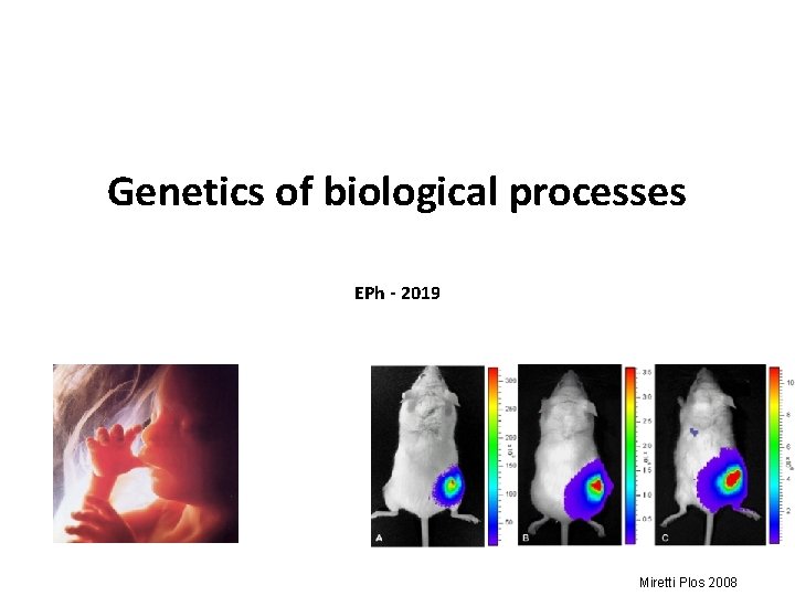 Genetics of biological processes EPh - 2019 Miretti Plos 2008 