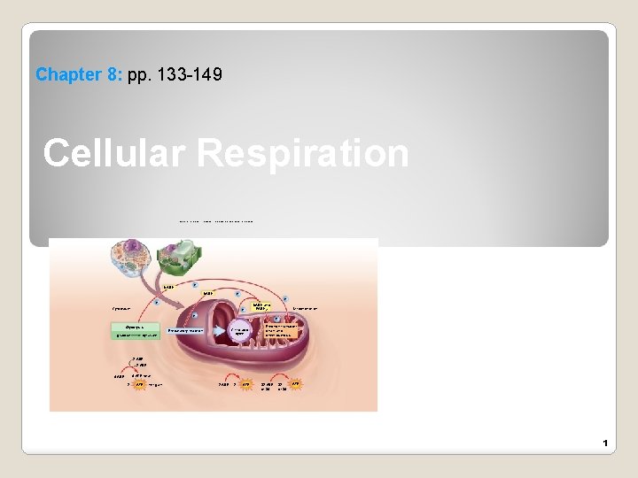 Chapter 8: pp. 133 -149 Cellular Respiration Copyright © The Mc. Graw-Hill Companies, Inc.