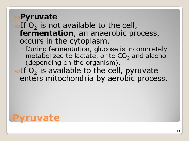  Pyruvate If O 2 is not available to the cell, fermentation, an anaerobic