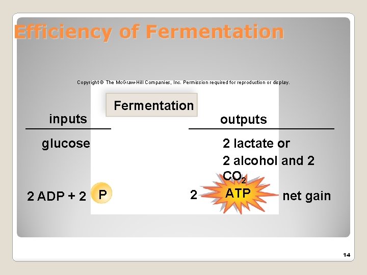 Efficiency of Fermentation Copyright © The Mc. Graw-Hill Companies, Inc. Permission required for reproduction