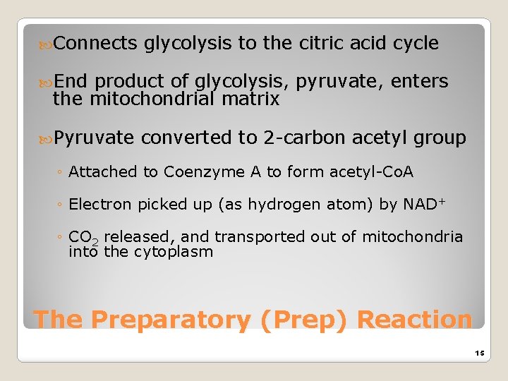  Connects glycolysis to the citric acid cycle End product of glycolysis, pyruvate, enters