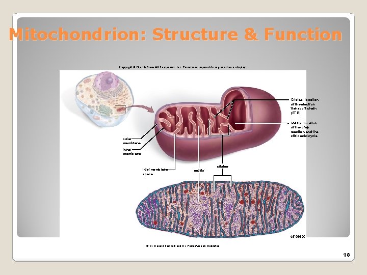 Mitochondrion: Structure & Function Copyright © The Mc. Graw-Hill Companies, Inc. Permission required for