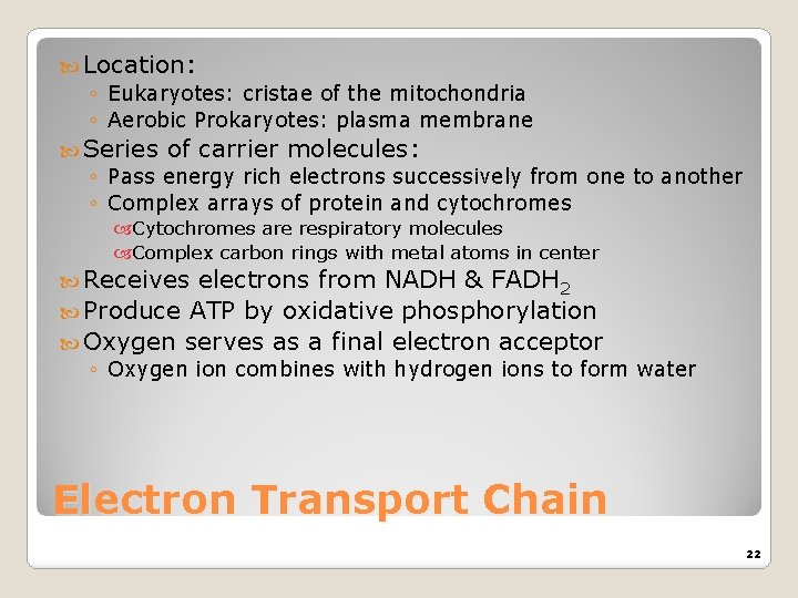  Location: ◦ Eukaryotes: cristae of the mitochondria ◦ Aerobic Prokaryotes: plasma membrane Series