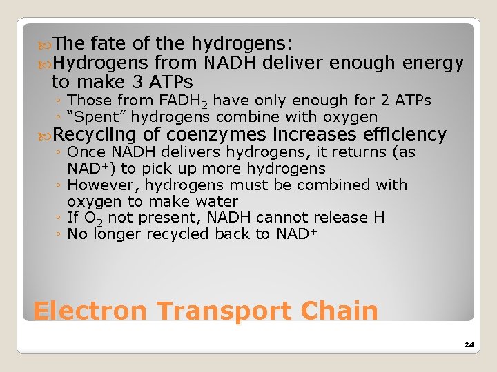  The fate of Hydrogens the hydrogens: from NADH deliver enough energy to make