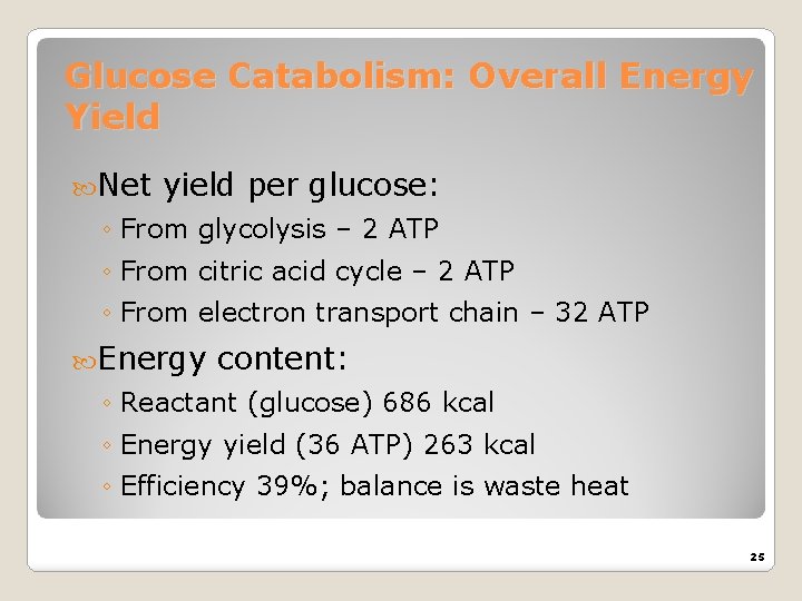 Glucose Catabolism: Overall Energy Yield Net yield per glucose: ◦ From glycolysis – 2