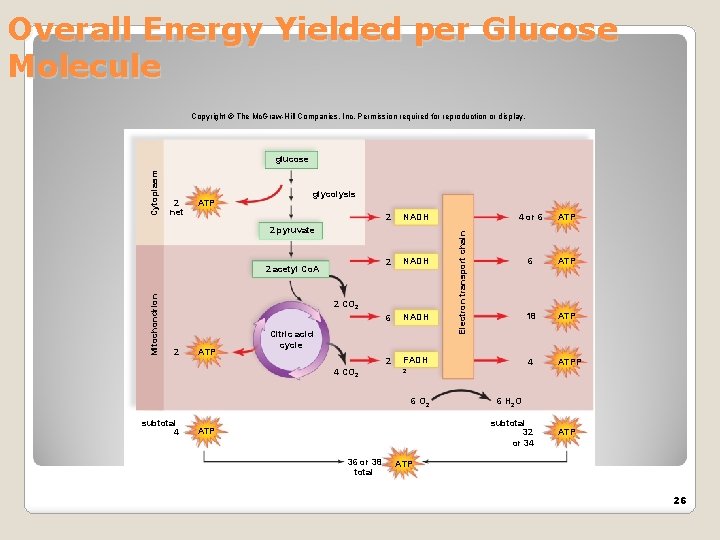 Overall Energy Yielded per Glucose Molecule Copyright © The Mc. Graw-Hill Companies, Inc. Permission