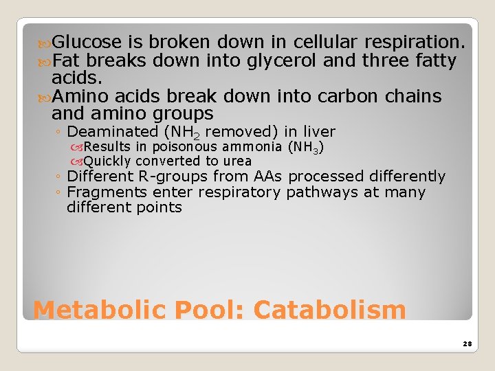  Glucose is broken down in cellular Fat breaks down into glycerol and respiration.