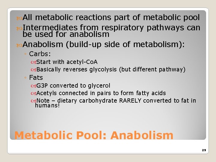  All metabolic reactions part of metabolic pool Intermediates from respiratory pathways can be