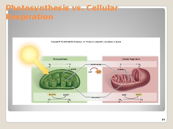 Photosynthesis vs. Cellular Respiration Copyright © The Mc. Graw-Hill Companies, Inc. Permission required for