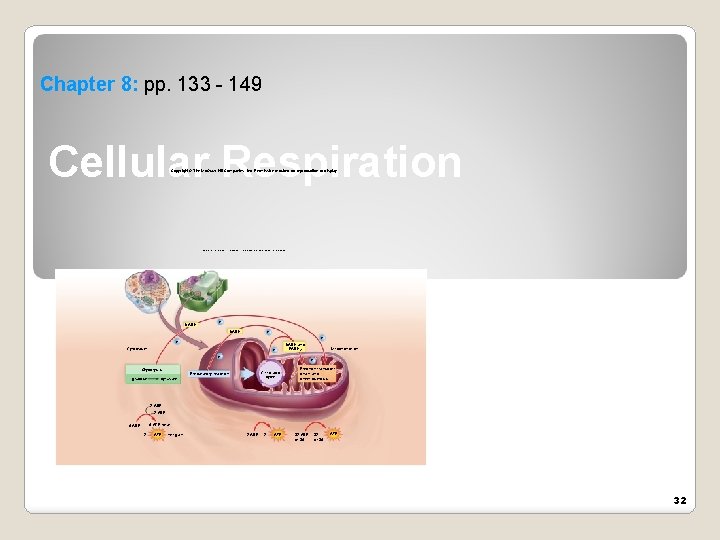 Chapter 8: pp. 133 - 149 Cellular Respiration Copyright © The Mc. Graw-Hill Companies,