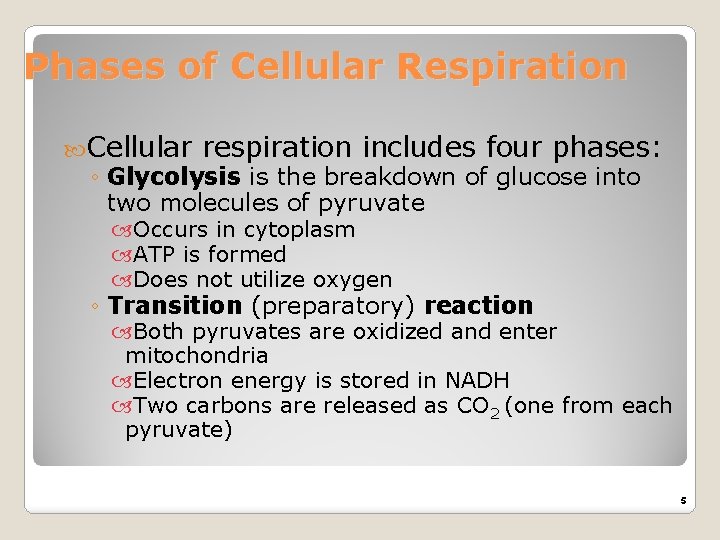 Phases of Cellular Respiration Cellular respiration includes four phases: ◦ Glycolysis is the breakdown