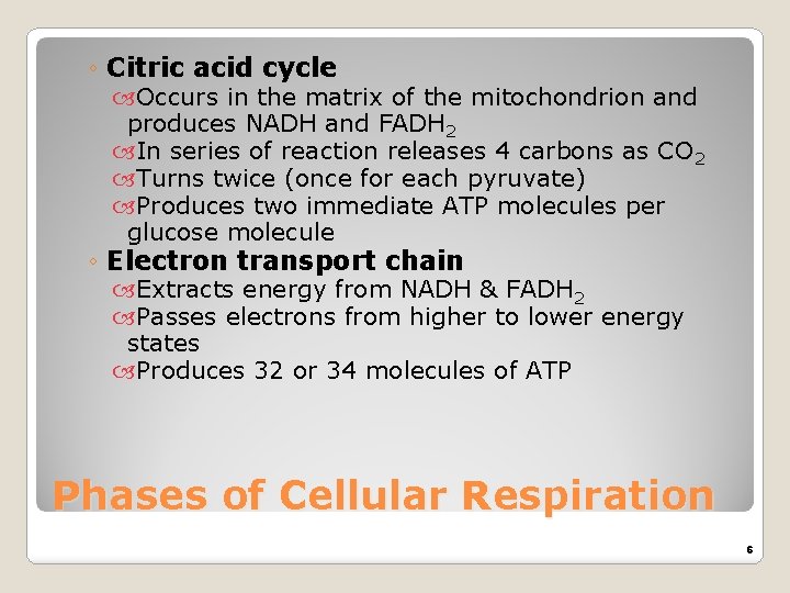 ◦ Citric acid cycle Occurs in the matrix of the mitochondrion and produces NADH