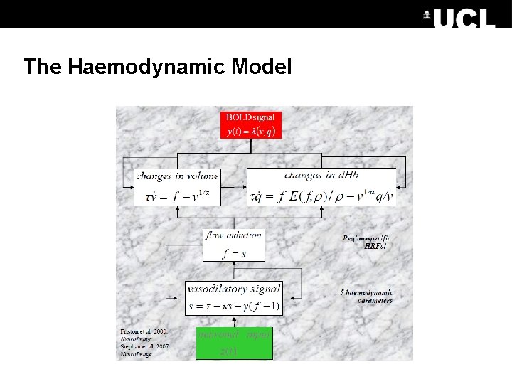 The Haemodynamic Model 