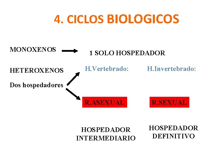 4. CICLOS BIOLOGICOS MONOXENOS HETEROXENOS 1 SOLO HOSPEDADOR H. Vertebrado: H. Invertebrado: Dos hospedadores