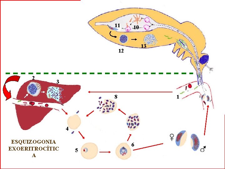 11 10 13 12 2 3 8 1 7 4 ESQUIZOGONIA EXOERITROCÍTIC A 5