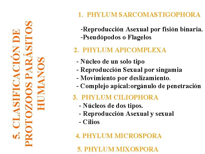 5. CLASIFICACIÓN DE PROTOZOOS PARÁSITOS HUMANOS 1. PHYLUM SARCOMASTIGOPHORA -Reproducción Asexual por fisión binaria.