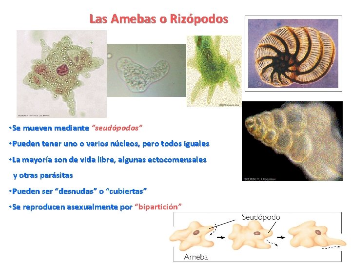Las Amebas o Rizópodos • Se mueven mediante “seudópodos” • Pueden tener uno o