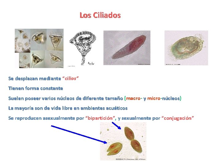 Los Ciliados Se desplazan mediante “cilios” Tienen forma constante Suelen poseer varios núcleos de