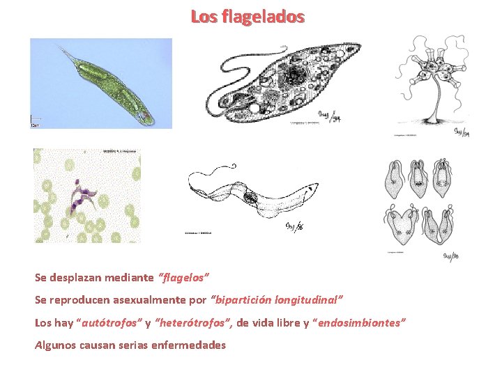 Los flagelados Se desplazan mediante “flagelos” Se reproducen asexualmente por “bipartición longitudinal” Los hay
