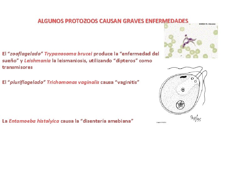 ALGUNOS PROTOZOOS CAUSAN GRAVES ENFERMEDADES El “zooflagelado” Trypanosoma brucei produce la “enfermedad del sueño”