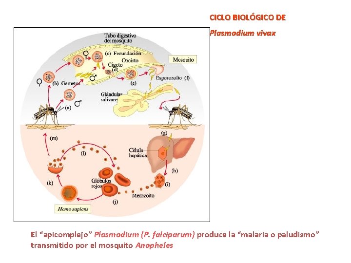 CICLO BIOLÓGICO DE Plasmodium vivax El “apicomplejo” Plasmodium (P. falciparum) produce la “malaria o