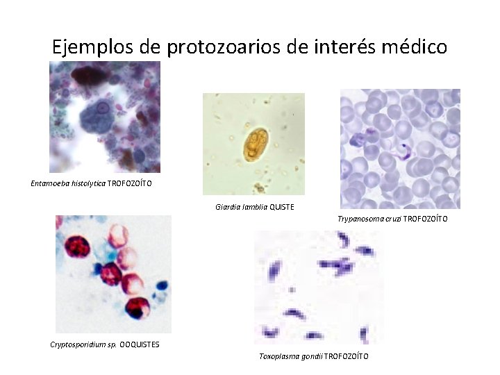 Ejemplos de protozoarios de interés médico Entamoeba histolytica TROFOZOÍTO Giardia lamblia QUISTE Trypanosoma cruzi